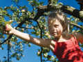 Landleben - Mädchen pflückt Äpfel im Baum 03